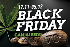 Black Friday with GanjaSeeds is in high bloom! Black Friday with GanjaSeeds is in high bloom!